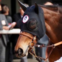 うなぎ (@skr_unagi) 's Twitter Profile Photo