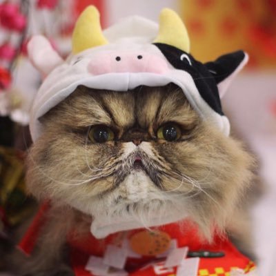 どっせい☆纯愛さんのプロフィール画像