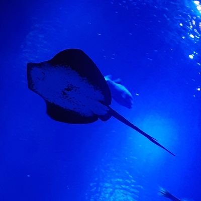 鶴メグさんのプロフィール画像