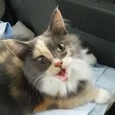 t4mPb5f07FZTeXd's profile picture. 🌠「又来るね」電車に乗る娘(こ)燕帰る  鶴子

🌠☆亡き父を思ふて秋刀魚一匹焼く

❎DMは致しません🙇