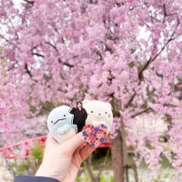 楓 (@vqku5d) 's Twitter Profile