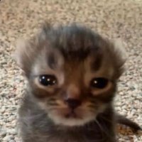 dodo (@dodo_wav) 's Twitter Profile