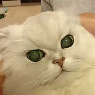 taripon's profile picture. 釣り好き、猫好き、料理好き、ラーメン好き
、道の駅好き、家庭菜園好き、DIY好き、日記も兼ねてます。