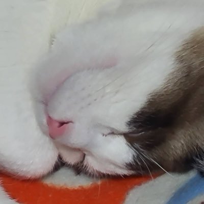 reo_reo_kawaii's profile picture. 年に数回、実家に帰った時にしか会えないお猫様のお写真を少しずつポストしていくアカウント。2024年8月、実家の庭に突然現れた子猫ちゃん。無言フォロー歓迎。こちらも無言フォロー失礼します🙇‍♀️