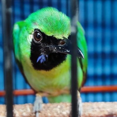 alpitoputra's profile picture. 