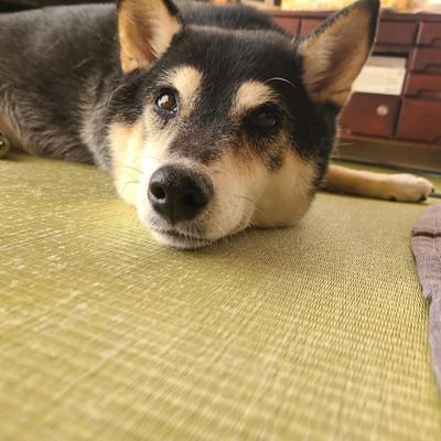 VRCID→「リリーシア」
Discord→「リリーシア」
Misskey→「https://t.co/BEsvRjNNb2」
うらあか🔞 @Another_Lilysia
メス堕ちはしてないけど犬堕ちしました もうダメです
Kawaiimoveが好き、無限歩行もやります。