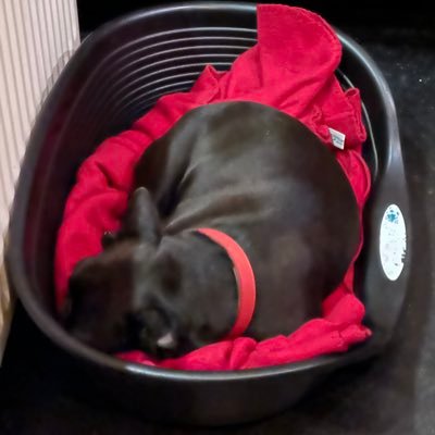 khanumeModir's profile picture. 