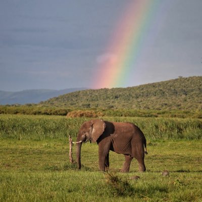 Safari Planner & Trip Experience Leader | Wildlife Photographer | Certified Interpretive Host | #WildlifeConservation | #ClimateChange | #Travel