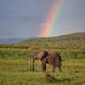 Jeanmariewild's profile picture. Safari Planner & Trip Experience Leader | Wildlife Photographer | Certified Interpretive Host | #WildlifeConservation | #ClimateChange | #Travel