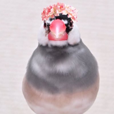 文鳥好きのとうふもち。 (@01ryokucha) / Posts / X