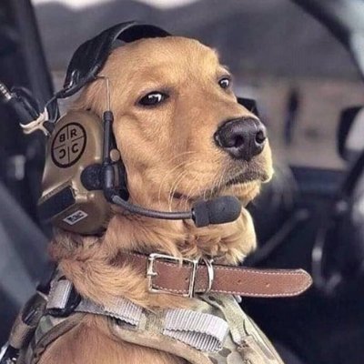 kein_knecht's profile picture. -People sleep peacefully in their bed at night only because rough men stand ready to do violence on their behalf - George Orwell.
Veteran.