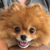 Serdar SERTTAŞ (@cpt_stella_mare) 's Twitter Profile