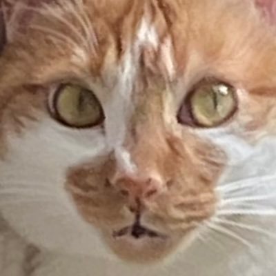 たりさんのプロフィール画像