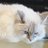 eri_nekomanma's profile image