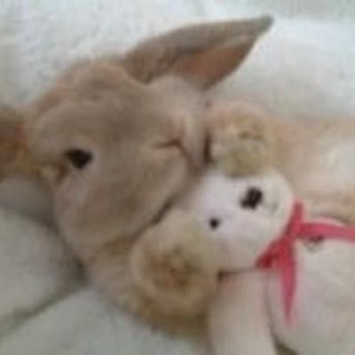 transfem lesbo petre with an online diary 🧁🐇🫧🏳️⚧️ • 22 • mutlifandom ʚ♡ɞ ૮꒰˶ᵔ ᵕ ᵔ˶꒱ა