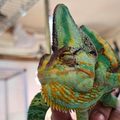 ダックスフント5匹、アメリカンコッカースパニエル2匹、カメレオン多数、アカメカブトトカゲ3匹、ギリシャリクガメ1匹、ケヅメリクガメ1匹、熱帯魚淡水、海水魚を飼育しています!
去年の2024年11月にエボシカメレオンのベビーをペアで購入しカメレオンにハマリ、只今カメレオンの良いブリーダーに成るために奮闘中です!