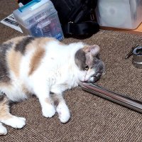 とおる (@jvs4cfuy4z54552) Twitter profile photo