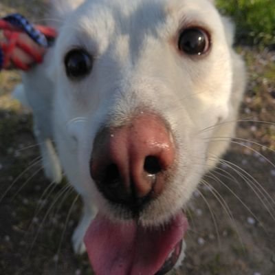 Alp1IHzOAY96315's profile picture. お腹空いた