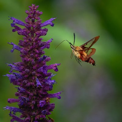 #Tıbbi Aromatik Bitkiler
#Medicinal aromatic plants
