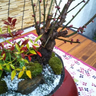 Altair060504's profile picture. 