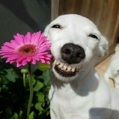 chisi98's profile picture. દᵕ̈૩