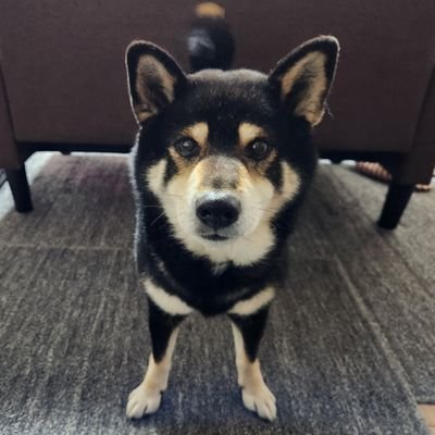 inu_inu_innu23's profile picture. #菊池遥