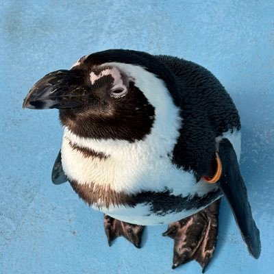 BihgCi's profile picture. モデルになりたい