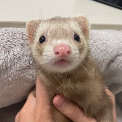 23歳♀︎ ただただ動物が好き。犬、猫、フェレットなど全般好き!ゲームも好き。スプラ、マリカ、マリパなどオンラインが好き!気軽に絡んでください!!
