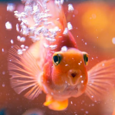 AquAnswers's profile picture. 