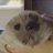 Moopan_Muwan's profile image