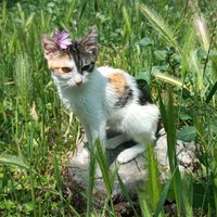 FIP Savaşçısı Lillia🌸 (@savascilillia) 's Twitter Profile Photo FIP Savaşçısı Lillia🌸 (@savascilillia) 's Twitter Profile Photo