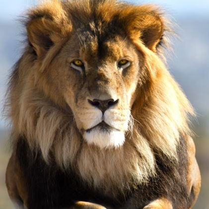 Diego68796's profile picture. 