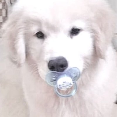 puppydecaying's profile picture. the time will pass anyways 🦴🐾 backup: @barncats09