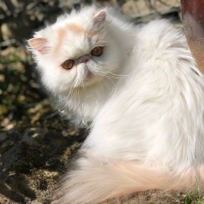 meggienu's profile picture. 🎼Persian🐹ペルシャ猫じっぷ派🐶🐦‍⬛🌷🐝🎨🎻📷💙 めみぃのねこ Marioらっこ 🐨 Oasis 🫶