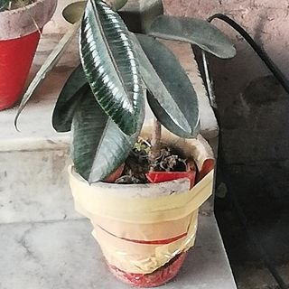 muneebamk's profile picture. 