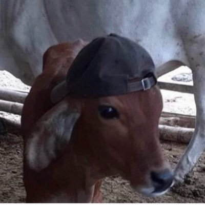 amenramenn's profile picture. just stupid dont worry