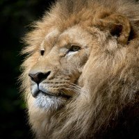 apexpredator (@apexpredator_36) 's Twitter Profile