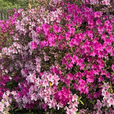 HeatherSorrel's profile picture. 