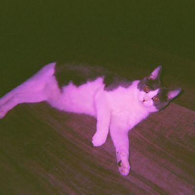 the_5thHorsemen's profile picture. sometimes you gotta meow in the discord call with the boys