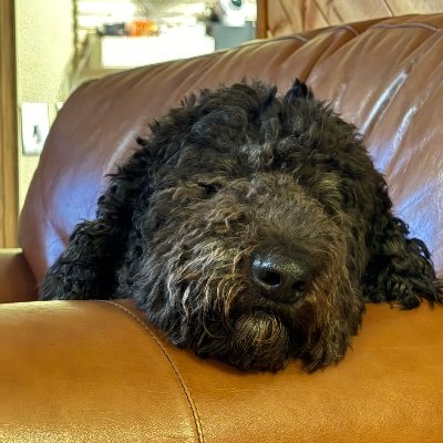 LebrunYvan's profile picture. 