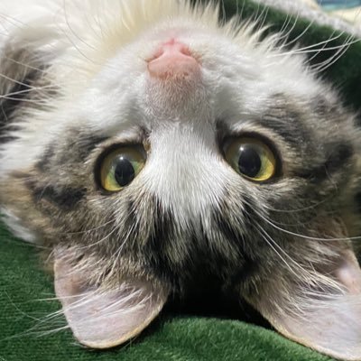 petit chat mimi qui mérite d’être vu sur twitter pour réchauffer vos coeurs 🤍 | c’est une femelle avec une particularité mais qui donne tout plein d’amour 🐈⬛