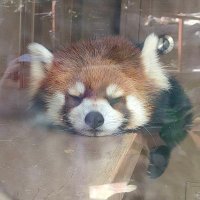 はつらつ (@hohotyonm) 's Twitter Profile
