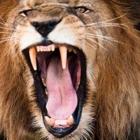 الثائر (@fhsfusxud1qjzry) 's Twitter Profile