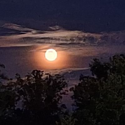 silmapps's profile picture. 