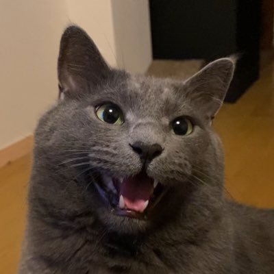 namiheavy's profile picture. 好きな人と猫と柏で暮らしてる𓃠𓃠