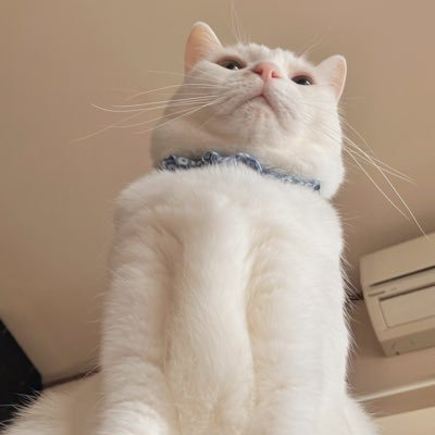 「もしあなたに知識があるなら💡他の人もその知識でろうそくに火を灯してみましょう🕯」 「鳥🐦は答えがあるから歌うのではなく、歌があるから歌うのです🎶。