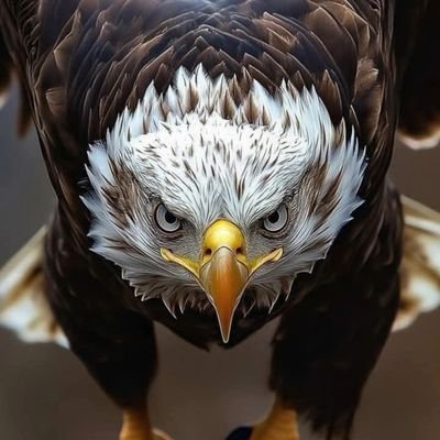 JohnAnnanU's profile picture. Governance Critic. Avid Solutionist. 0-to-1 Strategist. Knowledge makes a man unfit to be a slave. 🤔🇺🇸🇬🇭