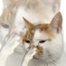 猫尾特调 (@mwtt_maomaoi) Twitter profile photo 猫尾特调 (@mwtt_maomaoi) Twitter profile photo