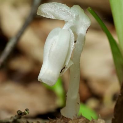 sapromono's profile picture. 東北周辺の生き物の写真を載せます。 腐生植物と呼ばれる少し変わった植物が好きです。