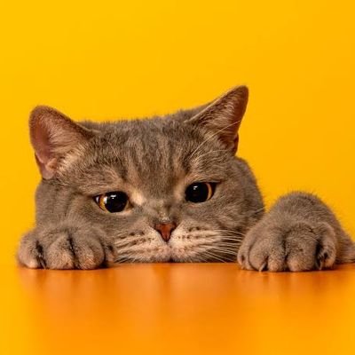 _Fakemansoor's profile picture. 